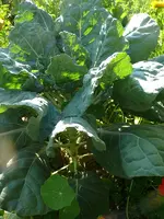 Rosenkohl.webp