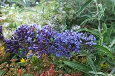 2013_0721Sommer0037.webp