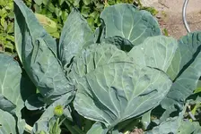 Rosenkohl2 Vergrößerung.webp