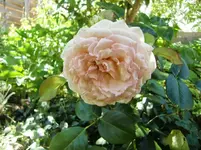 CIMG8163.webp
