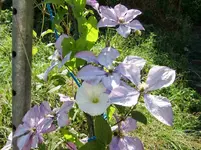 CIMG8135.webp