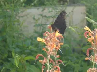CIMG8218.webp