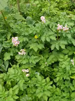 Kartoffelblüte1.webp