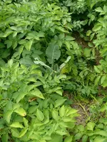 Kohl2.webp