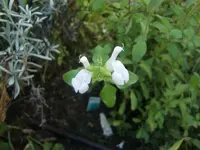 CIMG7053.webp