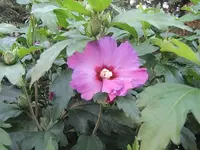 019.webp