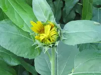035.webp