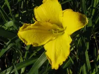 bells apealing_576x768.webp