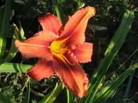 crimson sä._576x768.webp