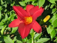 kardinal wy_1024x768.webp