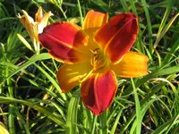 red twister_1024x768.webp