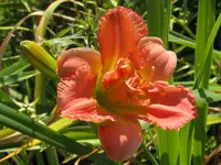 sil.double classic_576x768.webp