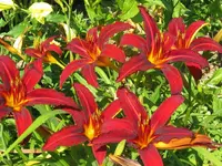 crimson pirat2_1024x768.webp