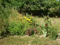 garten juli b 2013 005.webp