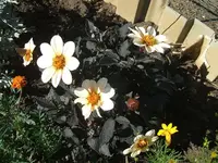 DSCF3721.webp