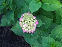 DSCF3728.webp