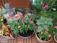 Terrasse.webp