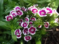 Bartnelke.webp