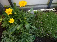 Mädchenauge und pinkes Schleierkraut.webp