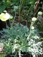 Islandmohn.webp