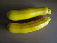Zucchiniernte.webp