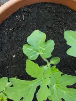 Wassermelone.webp