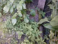 Foto0959.webp