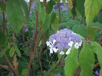 SAM_1375.webp