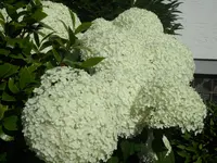 SAM_1385.webp