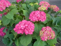 SAM_1381.webp
