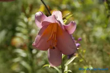 L. rosa Trompete.webp