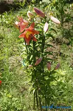 Lavon.webp