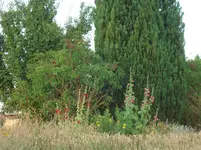 garten juli b2013 008.webp