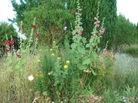 garten juli b2013 014.webp