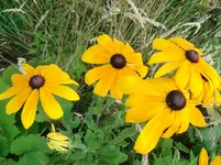 garten juli b2013 010.webp