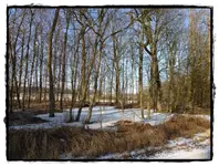Winter.webp