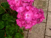 P1070835.webp