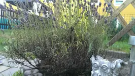 1078930_497349313677701_1715565388_o.webp