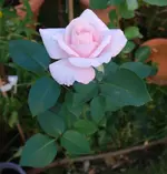 DSC_7562.2.webp