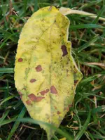DSC_7545.2.webp