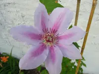 ClematisNellyMoser.webp