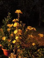 Nachtkerze.webp