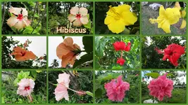 Hibiscus (1).webp