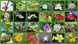exotische Blueten (1).webp