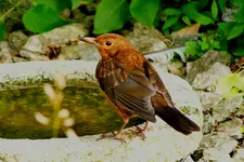 2013_0723Sommer0001 amsel  --.webp