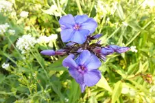 2013_0723Sommer0005 phlox blue paradiese.webp