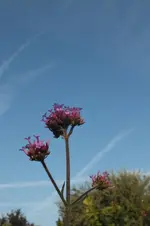 2013_0723Sommer0008.webp
