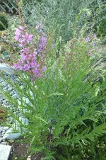2013_0721Sommer0035.jpg