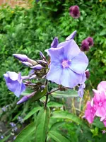 P1100220.webp