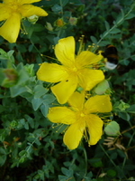 Johanniskraut.webp